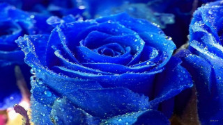 Blue roses water droplets macro - esao free wallpaper