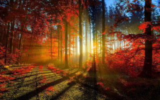 Forest sunbeam red leaves trail - red leaf free wallpaper