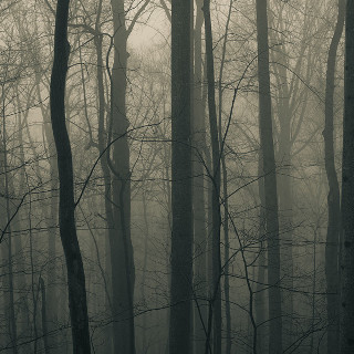 Foggy forest bare trees moon - free forest wallpaper