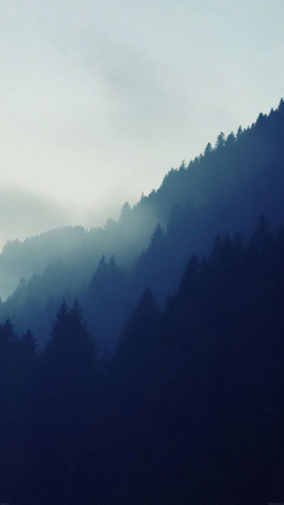Mountain forest bird flying foggy - foggy free wallpaper
