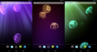 Jellyfish color display water air - different free wallpaper