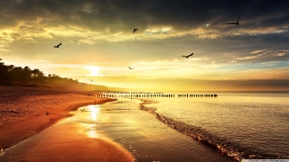 Beach birds flying sunset dawn - sunset free wallpaper