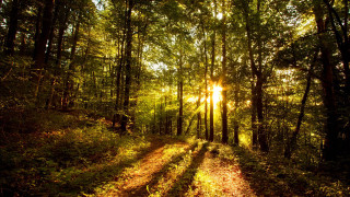 Sunlit path woods trees leaves - a path free wallpaper