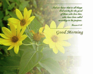 Yellow flowers good morning message - good free wallpaper