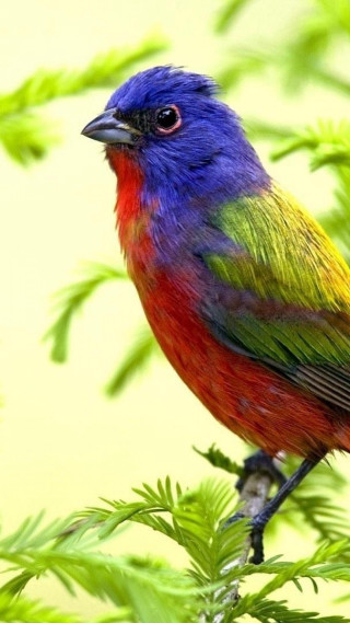 Colorful bird tree branch green - mystical color free wallpaper