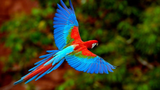Colorful bird flying wings spread 6 - vibrant free wallpaper