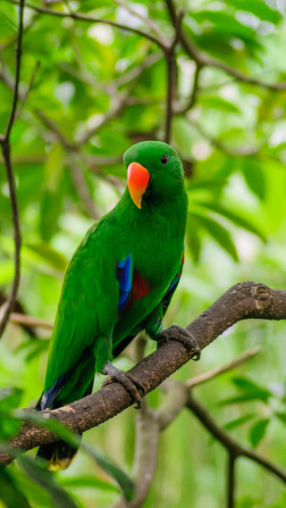 Green parrot branch tree leaves - free bird wallpaper