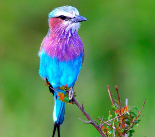 Colorful bird branch green background - purple free wallpaper