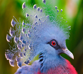 Bird bushy head feathers holography - holography free wallpaper