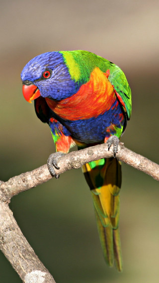 Colorful bird branch tree camera - a branch of a tree free wallpaper