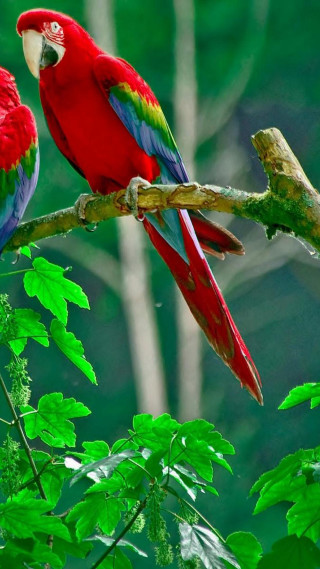 Red green parrots branch tree 3 - bird free wallpaper