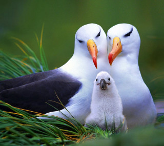 Birds grass standing beaks open - ecological art free wallpaper