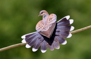 Bird sitting branch blurry background 6 - arie smit free wallpaper
