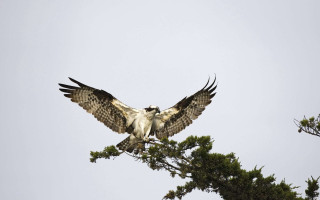 Large bird flying tree top - arie smit free wallpaper