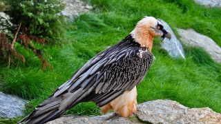 Long beaked bird sitting rock - a rock free wallpaper