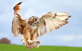 Bird prey flying wings open - a flemish baroque free wallpaper