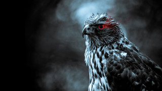 Bird red eyes dark smoky - red eye free wallpaper