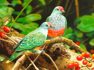 Birds branch berries leaves sitting - berry free wallpaper