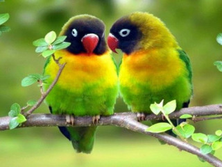 Colorful birds sitting branch leaves - clara miller burd free wallpaper