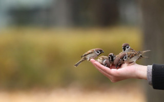 Person holding birds blurry background - a bunch of birds free wallpaper