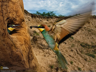 Bird flying tree branch bird - a surrealist painting free wallpaper
