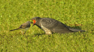 Birds standing lush green field - david young cameron free wallpaper