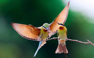 Two birds branch wings spread 3 - their wing free wallpaper