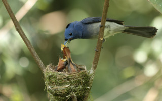 Bird eating nest tree branch - ecological art free wallpaper