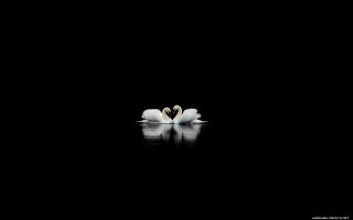 Two white flowers dark water - chris friel free wallpaper