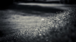 Black white field dandelion middle - a blurry background free wallpaper
