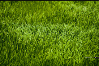 Scissors grass field green blurry - the middle of a field free wallpaper