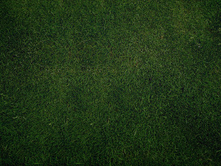 Red fire hydrant lush green - a red fire hydrant free wallpaper