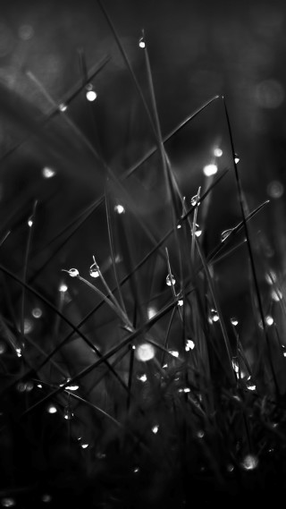 Black white grass dew drops - free new year wallpaper