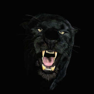 Black panther mouth open teeth 3 - wide free wallpaper