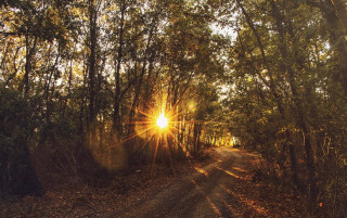 Dirt road trees leaves sunlight - the side of the road free wallpaper