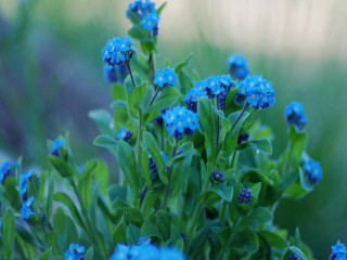 Blue flower green leaves macro 2 - a blue flower free wallpaper