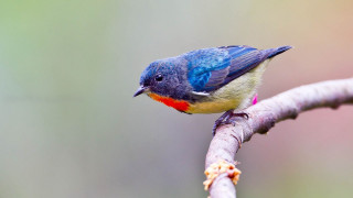 Small bird perched branch wildlife - a blurry background of leaves free wallpaper