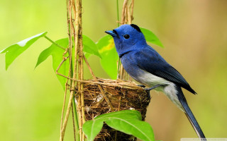 Blue bird nest tree green - david budd free wallpaper