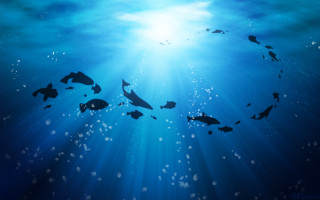 Group fish swimming ocean sunlight - underwater free wallpaper