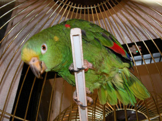 Green parrot cage bird feeder - upper body free wallpaper