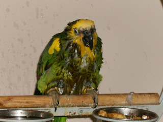 Parrot perch bowl mirror neoexpressionism - neoexpressionism free wallpaper