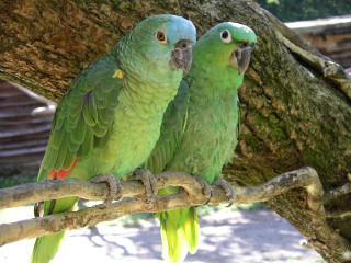 Two green parrots sitting on 2 - upper body free wallpaper