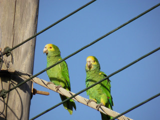 Two green parrots wire fence - a blue sky behind them free wallpaper