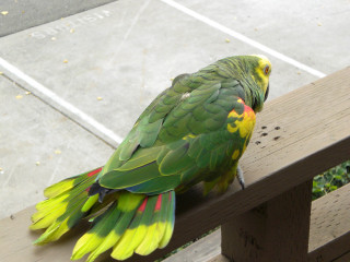 Green yellow parrot wooden bench - upper body free wallpaper