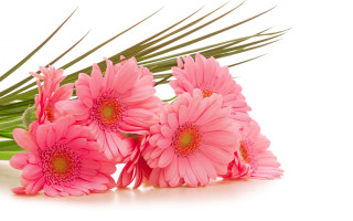 Pink flowers white tablecloth palm - a bunch free wallpaper