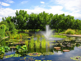 Pond lily fountain trees waterlilies - a pond free wallpaper