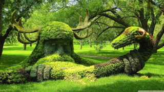 Animals plants field grass trees - the background and a path free wallpaper