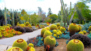 Cactus garden diverse plants flowers - elizabeth murray free wallpaper