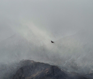 Bird flying mountain fog misty - over a mountain free wallpaper