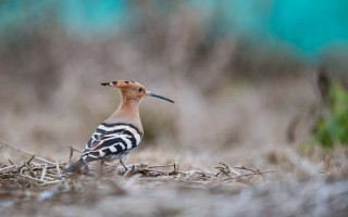Bird long beak dry grass - a blue building free wallpaper
